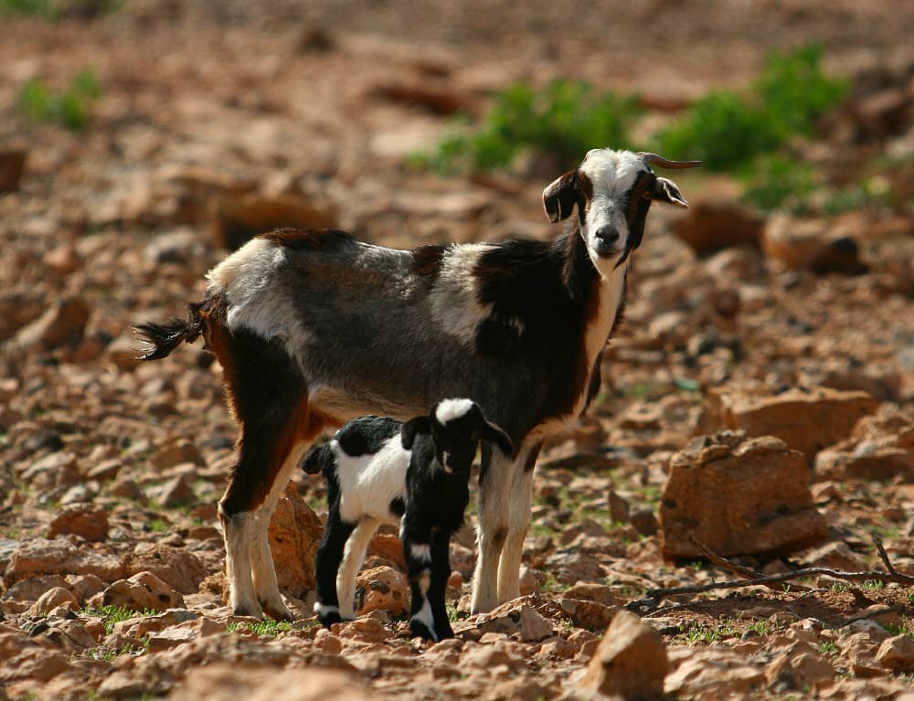 cabra-majorera