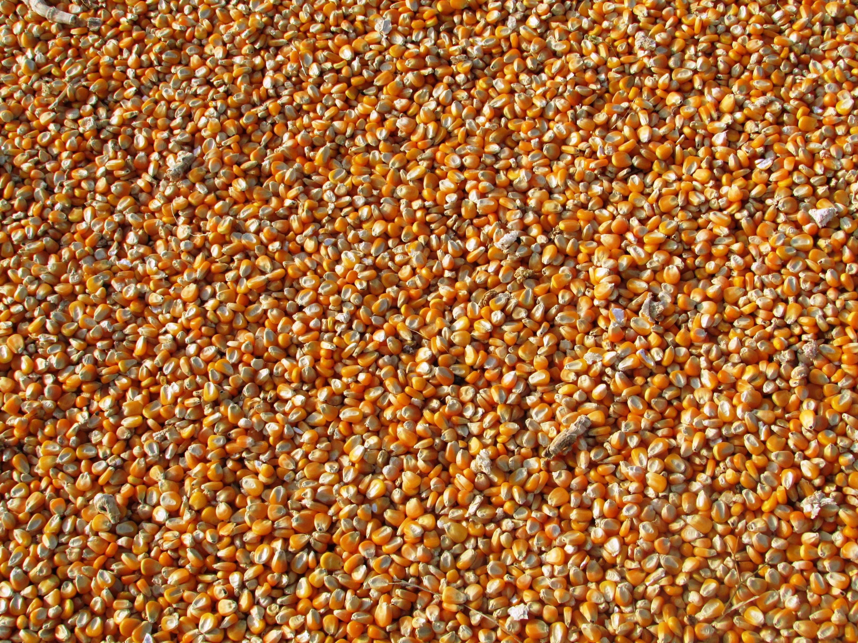 soya